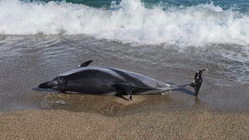 Pyrénées-Orientales : un dauphin retrouvé échoué sur la plage d’Argelès-sur-Mer