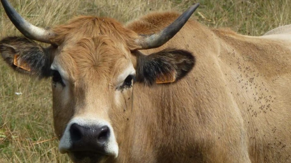 Aveyron : le département représenté au Salon de l’Agriculture