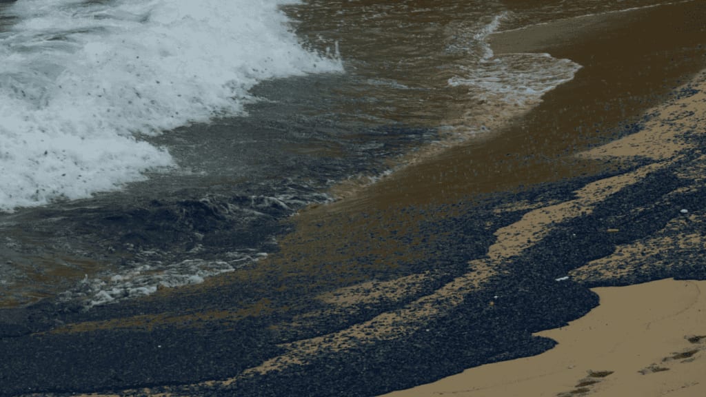 Littoral : les vélelles de retour sur des plages du Roussillon et de l’Agathois