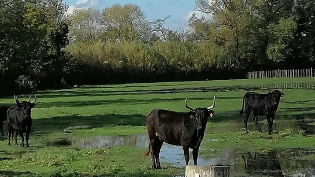 Salon de l’agriculture : nouveau, l’AOP Taureau de Camargue au concours général agricole