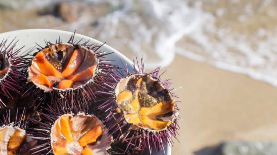 Hérault : l’Oursinade du Cap d’Agde de retour ce week-end