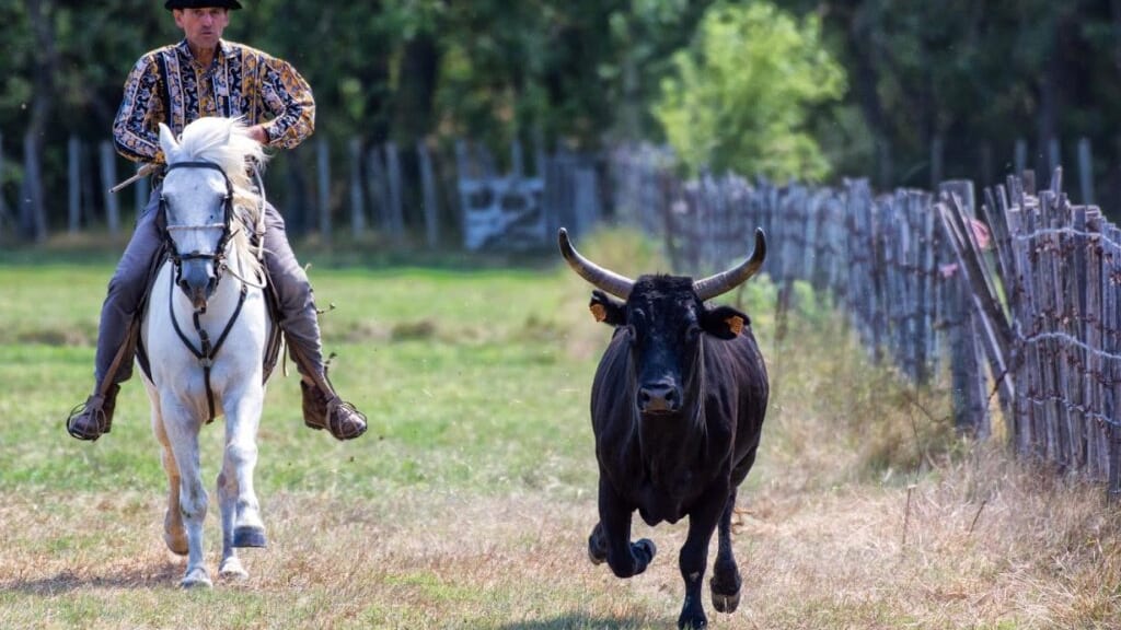 Gard : abrivado et défilé provençal à Aimargues ce week-end