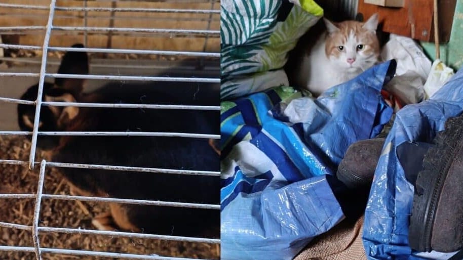 Animaux : l’horreur découverte au domicile d’une éleveuse