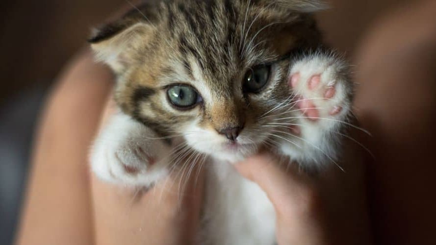 Gard : un salon des animaux de compagnie ce week-end