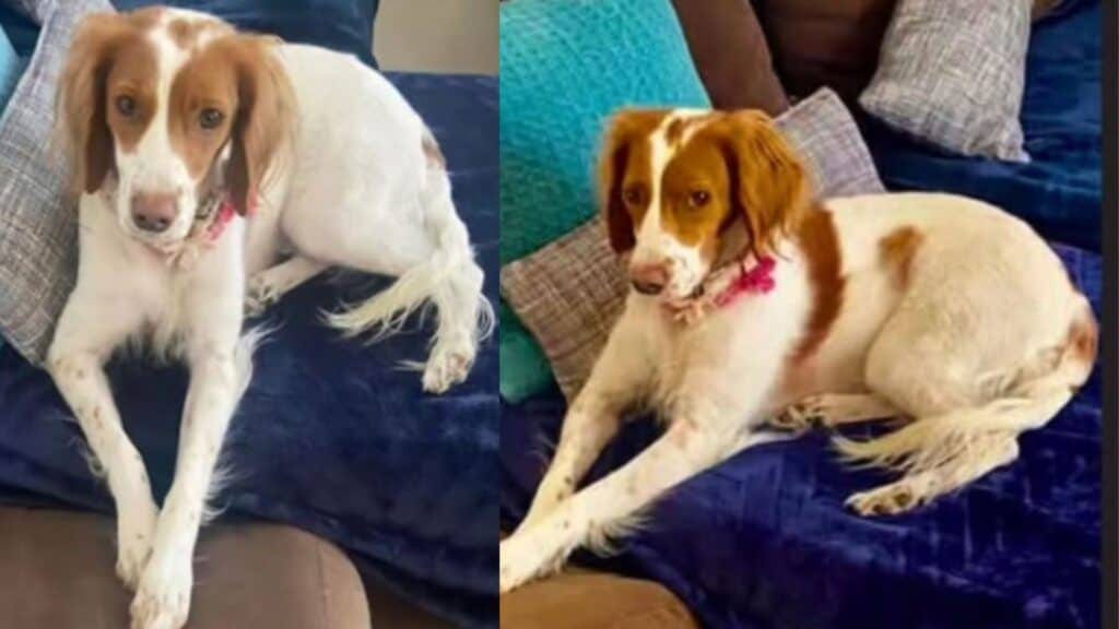Montpellier : la chienne d’assistance volée retrouvée 48 heures après
