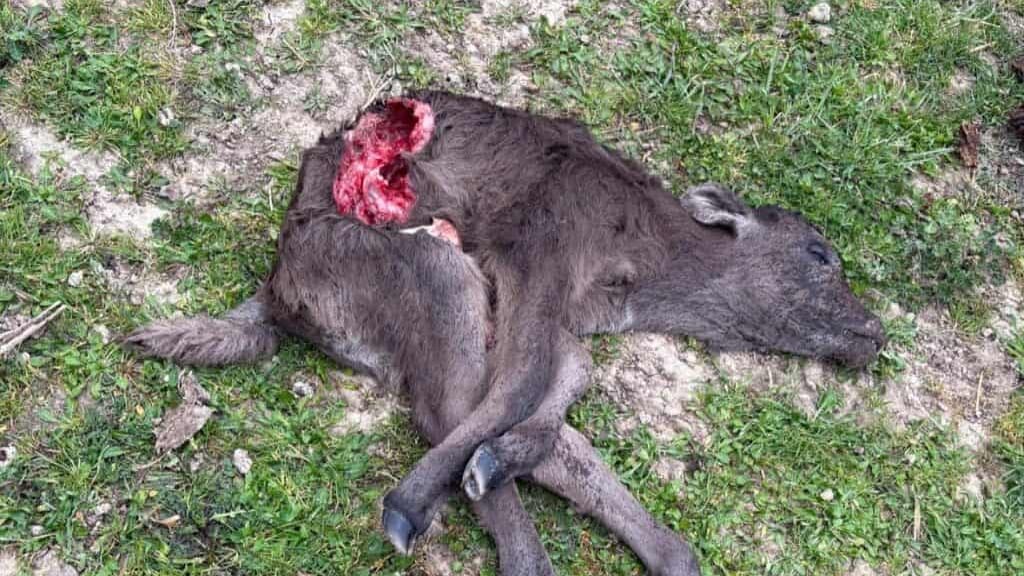 Gard : un veau attaqué à Saint-Dionisy