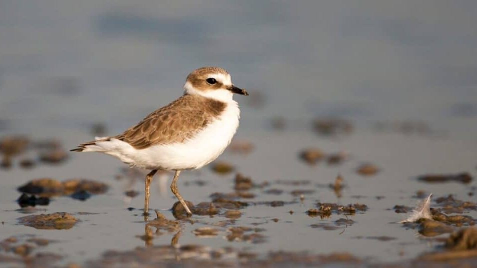 Hérault : présence d’oiseaux Gravelots à collier interrompu sur le littoral, des mesures à suivre