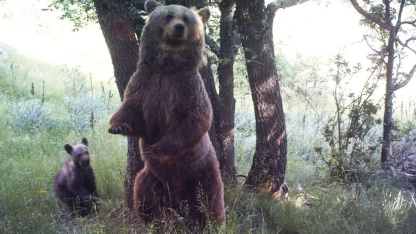 Ariège : ourse tuée lors d’une battue illégale, 16 chasseurs jugés