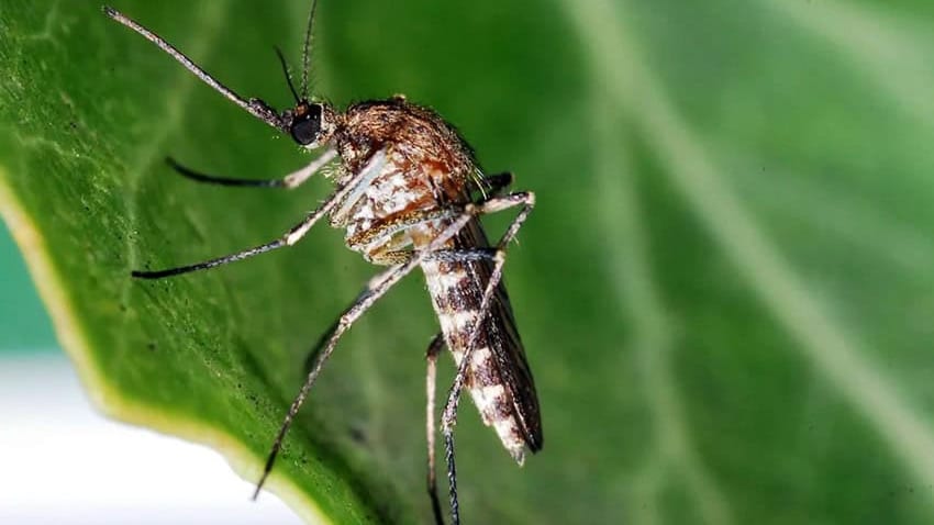 Occitanie : des larves de moustiques sur près de « 6 000 hectares », un « épisode exceptionnel » selon l’EID