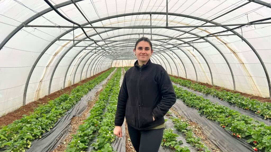 Hérault : météo et maladie, démarrage mitigé pour les asperges et les fraises de « Chez Estela »