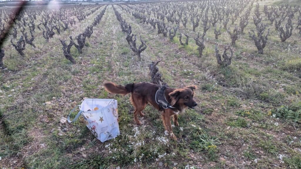 Hérault : adopté, le chien est abandonné trois jours après dans les vignes