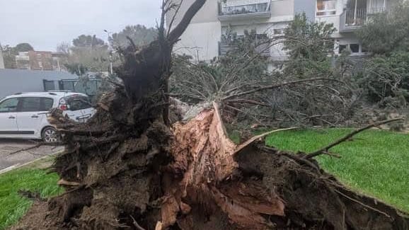 Montpellier : un homme de 80 ans tué par la chute d’une branche d’arbre