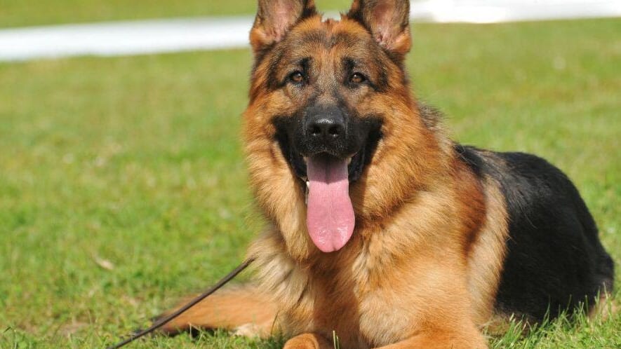 Salon de l’agriculture : un chien d’une valeur de plus de 20 000 euros volé, puis retrouvé
