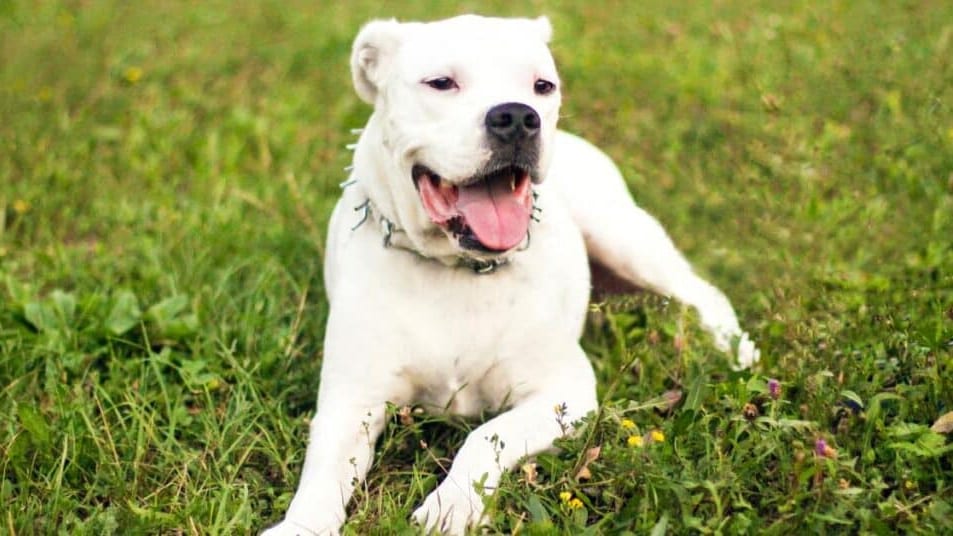 France : un couple condamné pour avoir décapité son chien à la tronçonneuse
