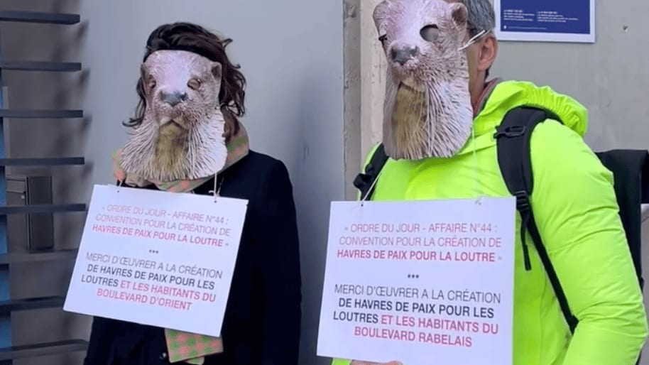 Montpellier : que faisaient ces loutres sur le parvis de la mairie avant le conseil municipal ?