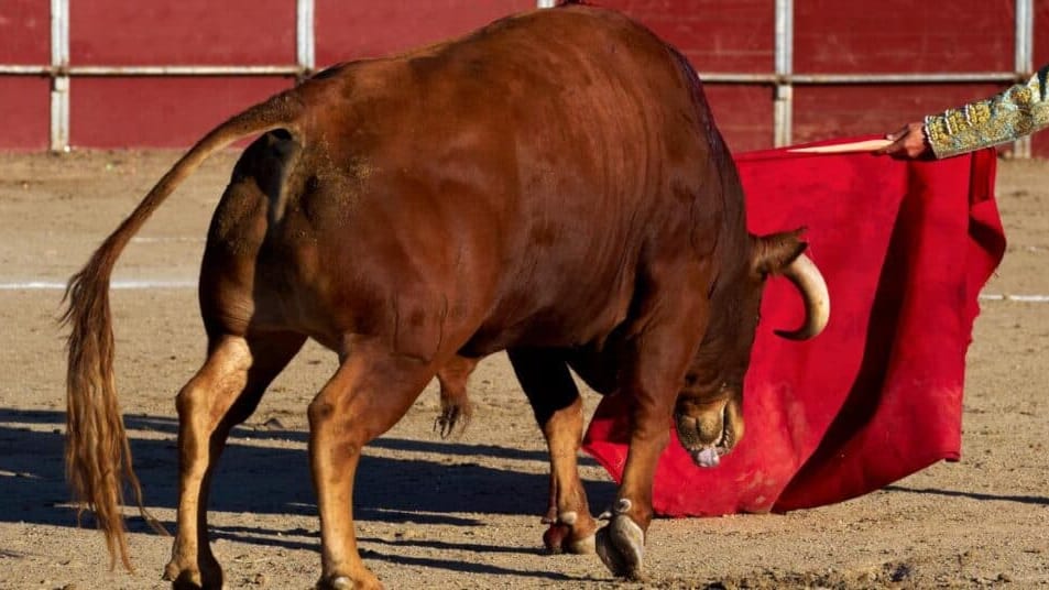 Photo d'illustration - Corrida