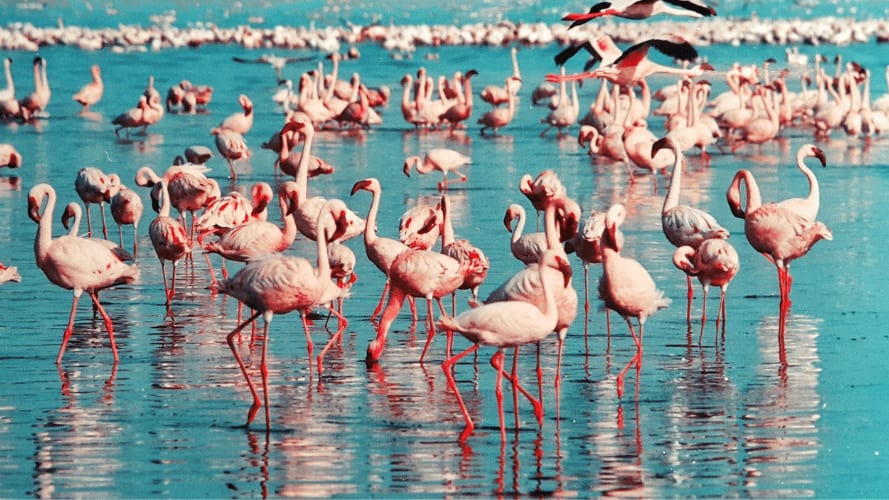 Camargue : destruction d’œufs de flamants roses, une société condamnée à payer 110 000 euros