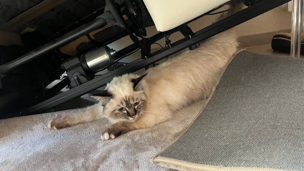 Gard : un chat coincé dans un canapé électrique secouru par les sapeurs-pompiers, au Grau-du-Roi