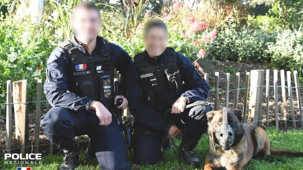 Perpignan : 6 mois de prison pour un individu qui a frappé des policiers et un chien