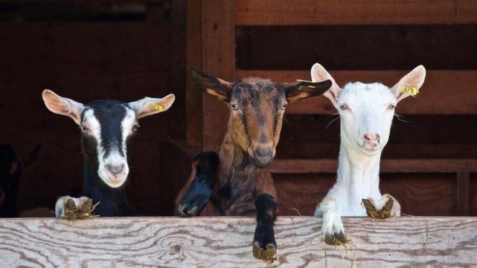 Occitanie : « le Gard de ferme en ferme », les exploitations vous accueillent