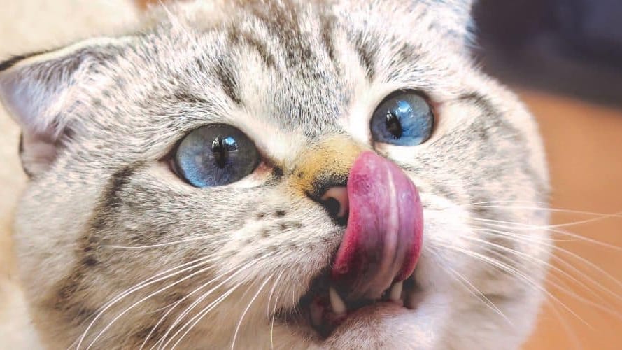Montpellier : « intoxication au muguet », attention à vos chats !