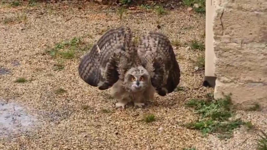 Montpellier : deux bébés hiboux grands-ducs aperçus au lycée Joffre