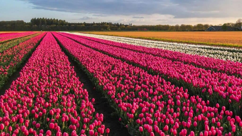 À 45 minutes de Nîmes, les champs de tulipes qui enflamment Instagram