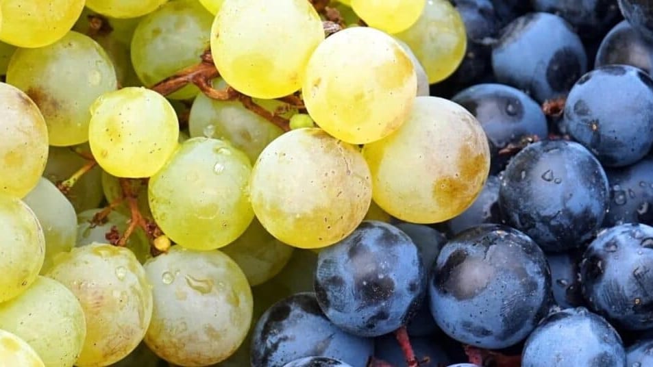 Hérault : un « fonds d’urgence » à destination des jeunes agriculteurs installés en viticulture