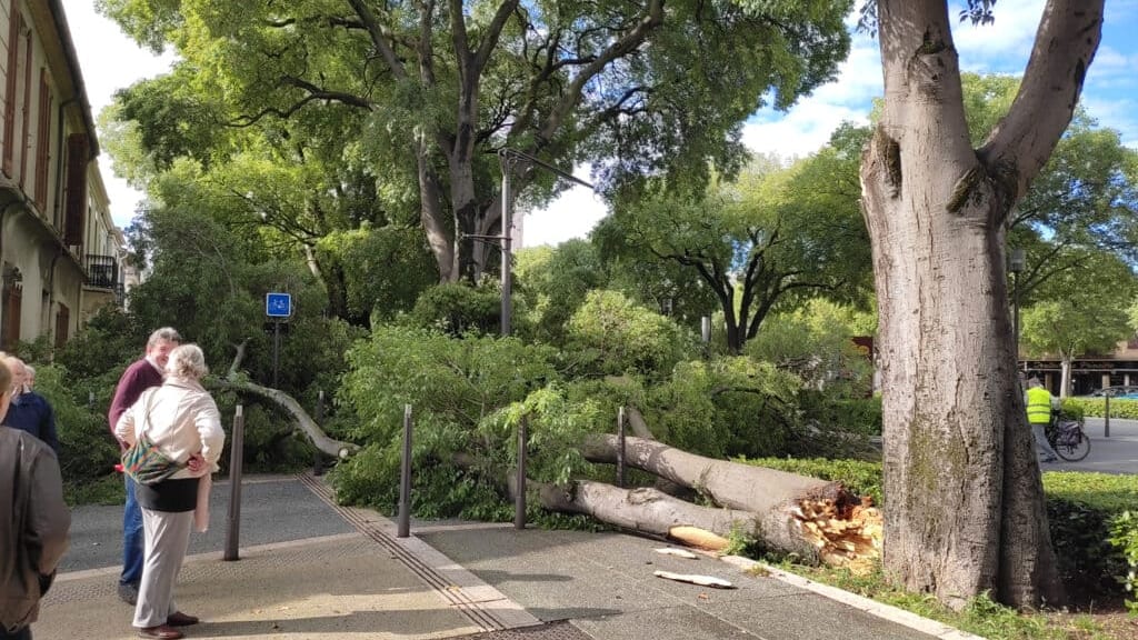 Gard : un arbre s’effondre sur le Jean Jaurès à Nîmes ce lundi matin