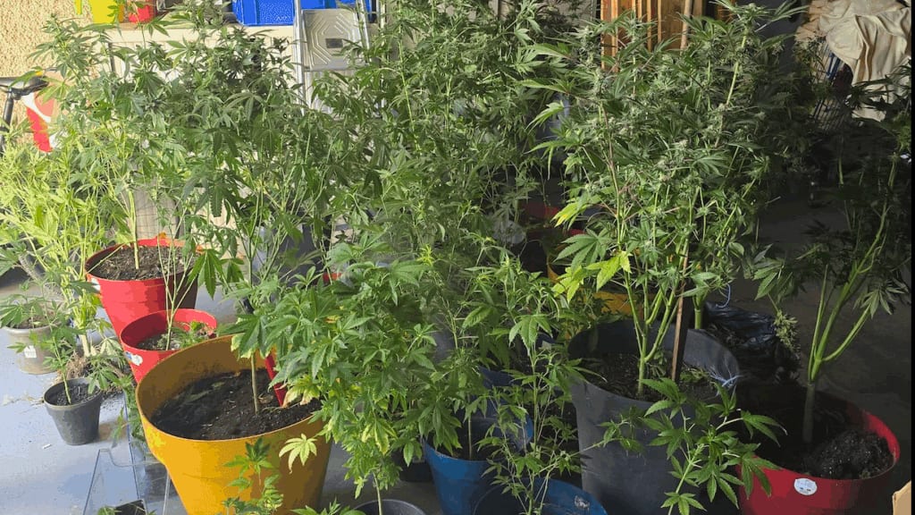 Hérault : quand une patrouille ordinaire mène à la découverte d’une vaste culture de drogue