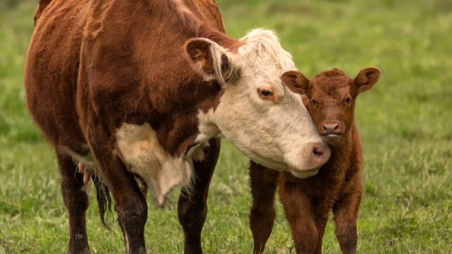 Tarn : un 1er cas de fièvre catarrhale ovine à sérotype 3 (FCO3)