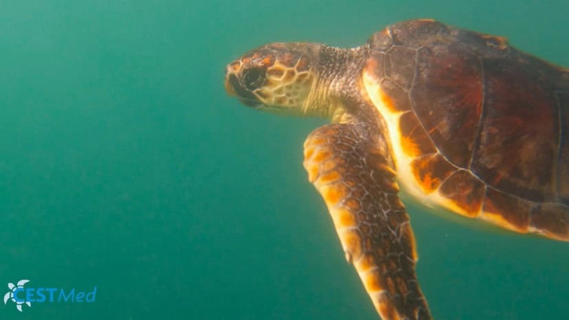 Grau-du-Roi : Arielle, une jeune tortue caouanne relâchée