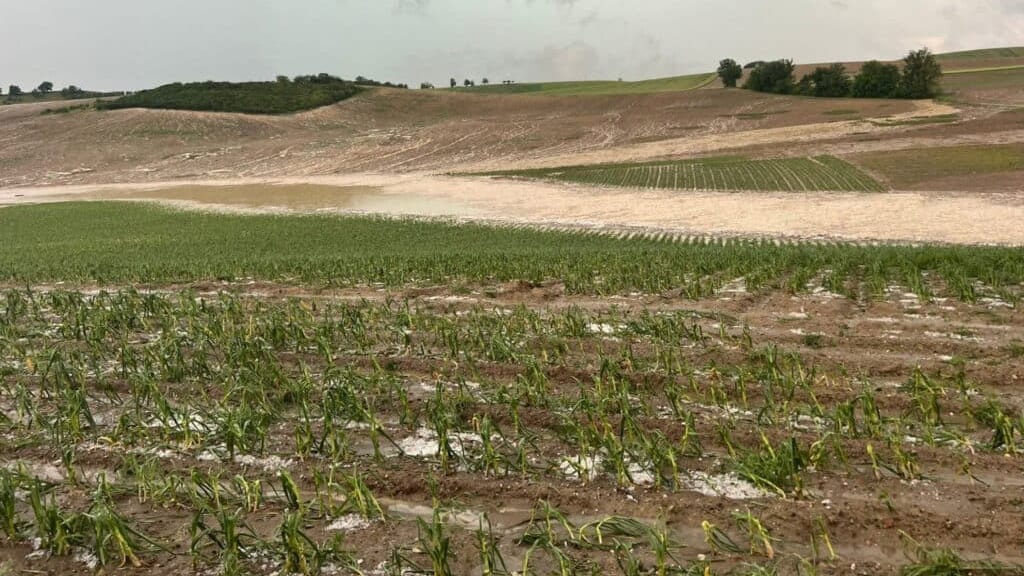 Orages de grêle dans le Tarn : menace sur la récolte de l’ail rose de Lautrec