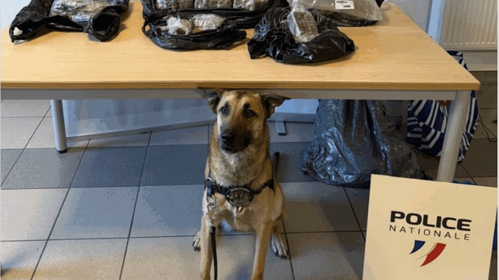 Lot : le flair d’un chien policier permet la découverte de 12kg de cannabis