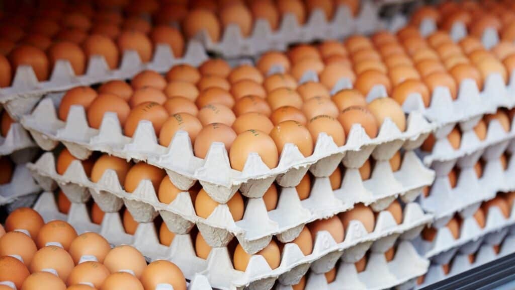 Toulouse : des œufs de poules contaminés, que disent les spécialistes ?