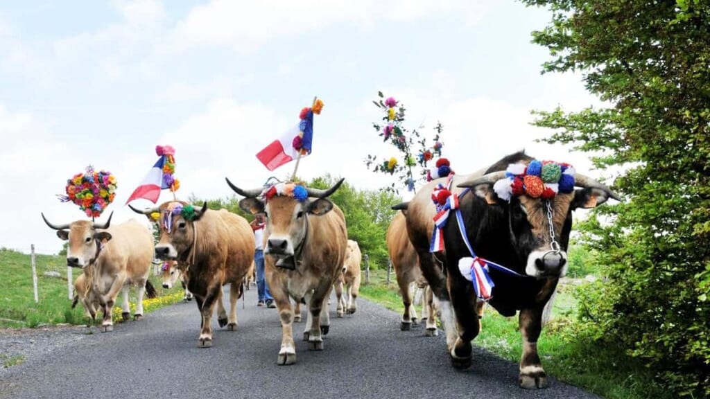 Lozère : la fête de la Transhumance se déroule ce dimanche