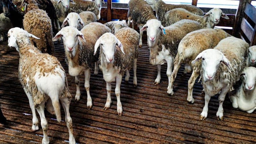 Hérault : Aïd-el-Adha, 3 abattoirs autorisés