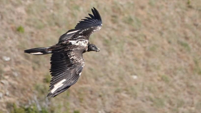 Lozère : de quoi est mort le vautour Rei del Causse ?