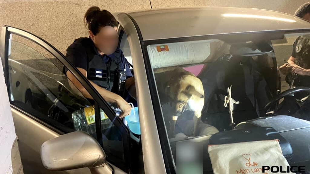 Perpignan : 7 chiots et leur mère sauvés par les policiers