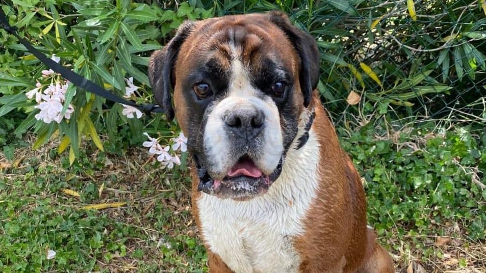 Gard : les sapeurs-pompiers sauvent un chien et sa maîtresse en difficulté dans un cours d’eau