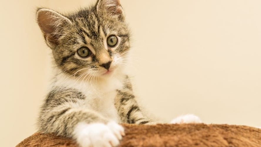 Gard : incendie dans un mazet abritant des chats