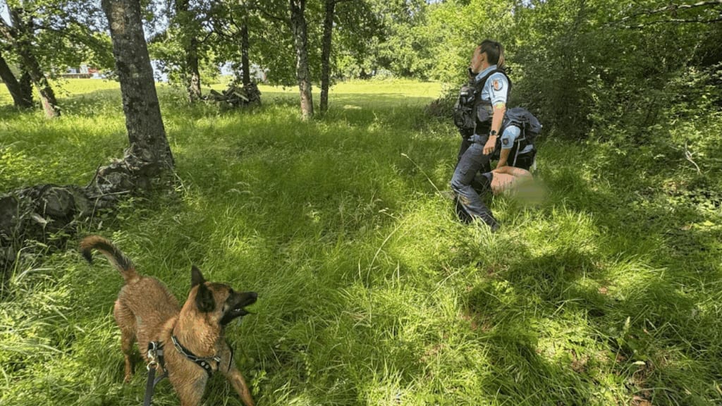 Tarn-et-Garonne : Tina, chienne de la gendarmerie,  met fin à la cavale d’un homme en fuite