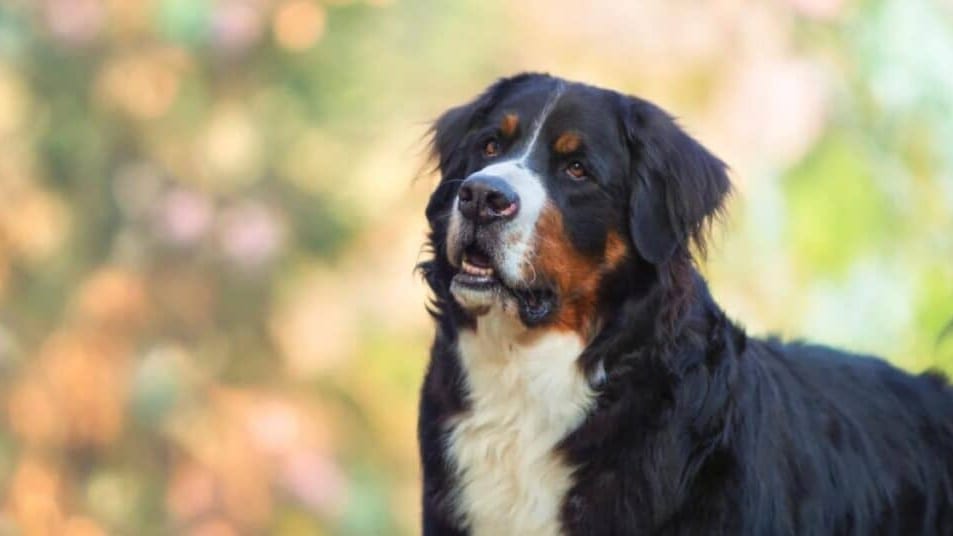 Gard : les sapeurs-pompiers viennent en aide à un chien piégé dans un lieu escarpé