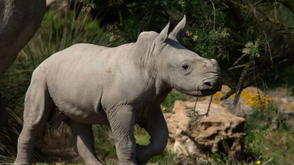 Occitanie : naissance d’un bébé rhinocéros à la réserve africaine de Sigean