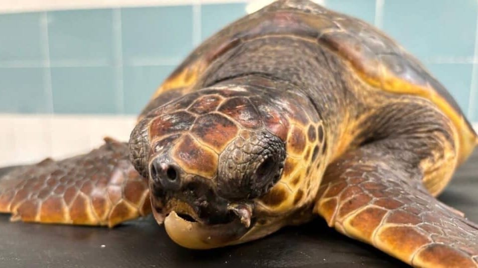 Hérault : une tortue caouanne relâchée au large du port de La Grande-Motte