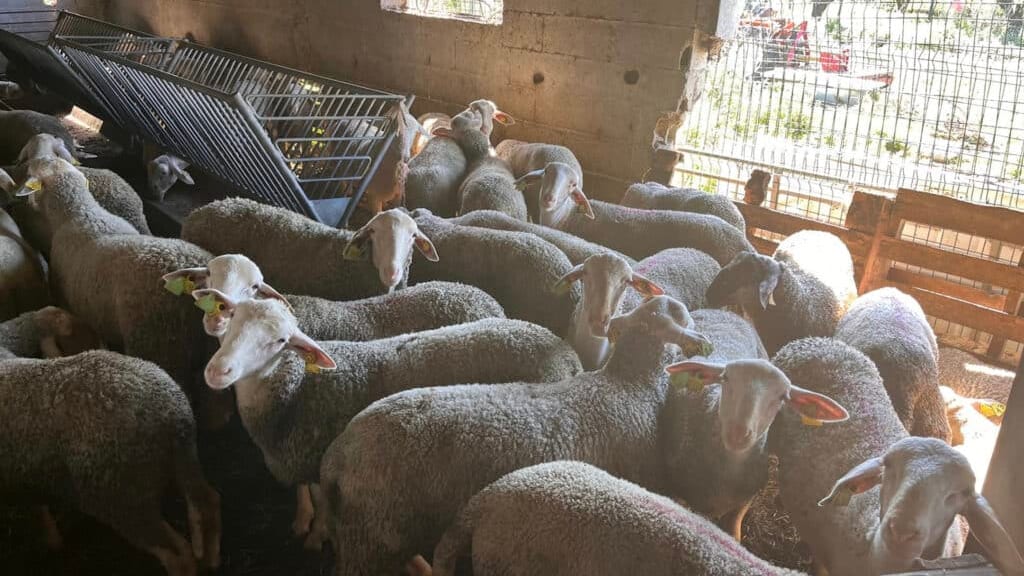 Hérault : 171 animaux détenus illégalement sauvés par la Gendarmerie