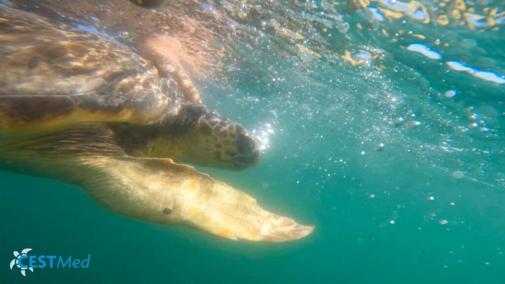 Occitanie : deux tortues caouannes en détresse relâchées par le CESTMed
