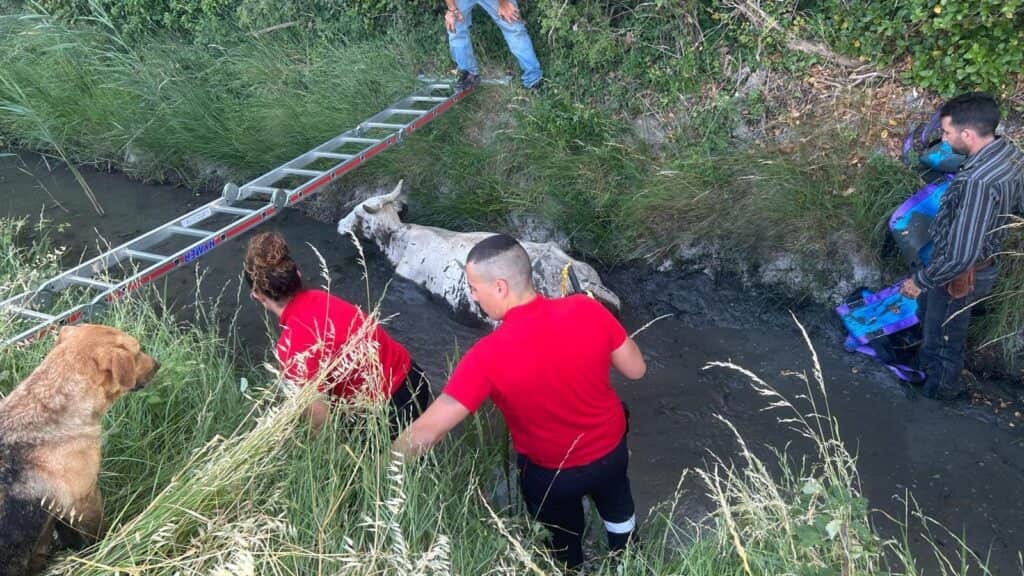 Gard : sauvetage spectaculaire d’une vache piégée dans un fossé