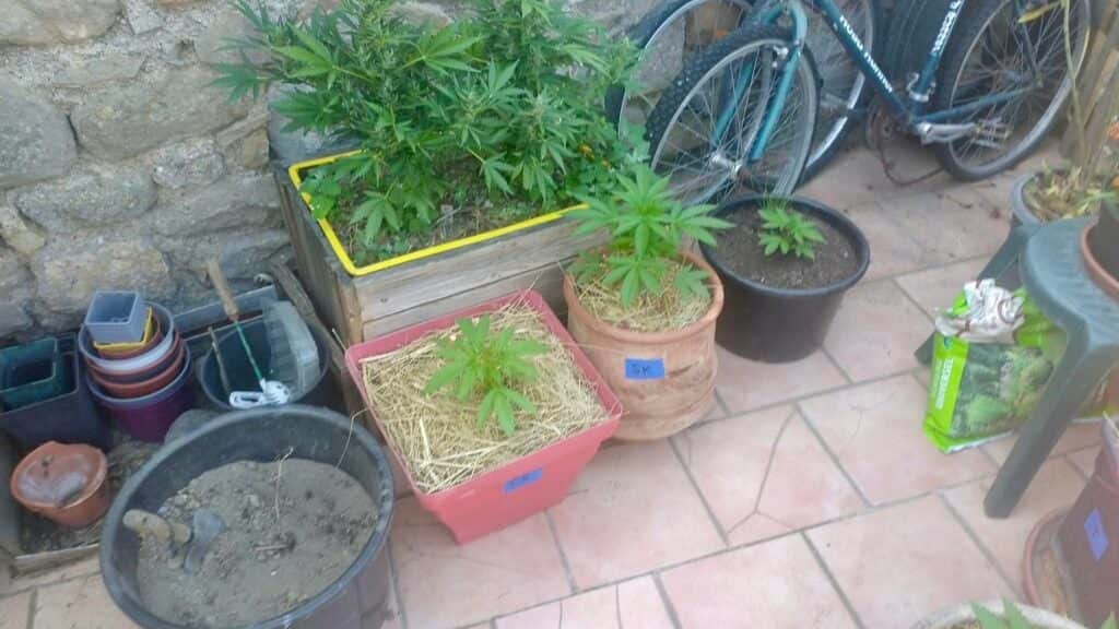 Aude : 9 plants de cannabis découverts grâce au flair des gendarmes