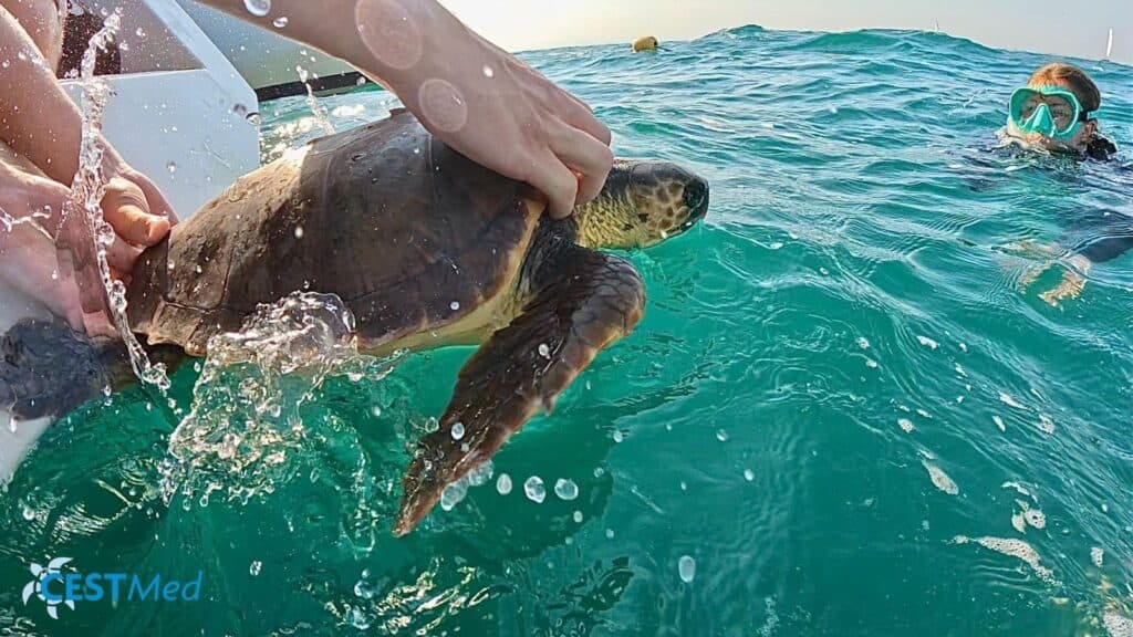 Grau-du-Roi : l’histoire de la tortue caouanne Giulia relâchée en mer